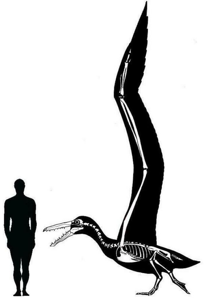 Skeleton of an ancient flying reptile shown next to human silhouette, illustrating nature was metal millions of years ago.