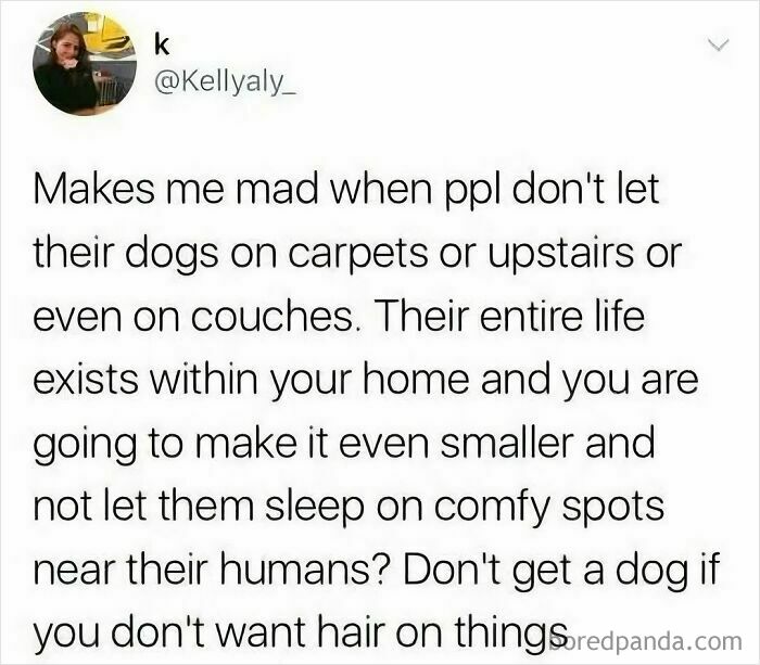 Relatable funny meme about dogs not being allowed on carpets or couches, highlighting pet owners' frustrations.