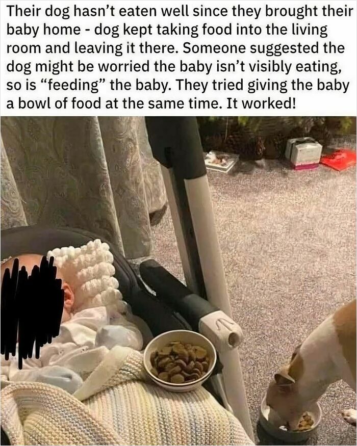 Dog feeding baby food bowl while baby sleeps, a relatable funny meme showing caring pet behavior at home.