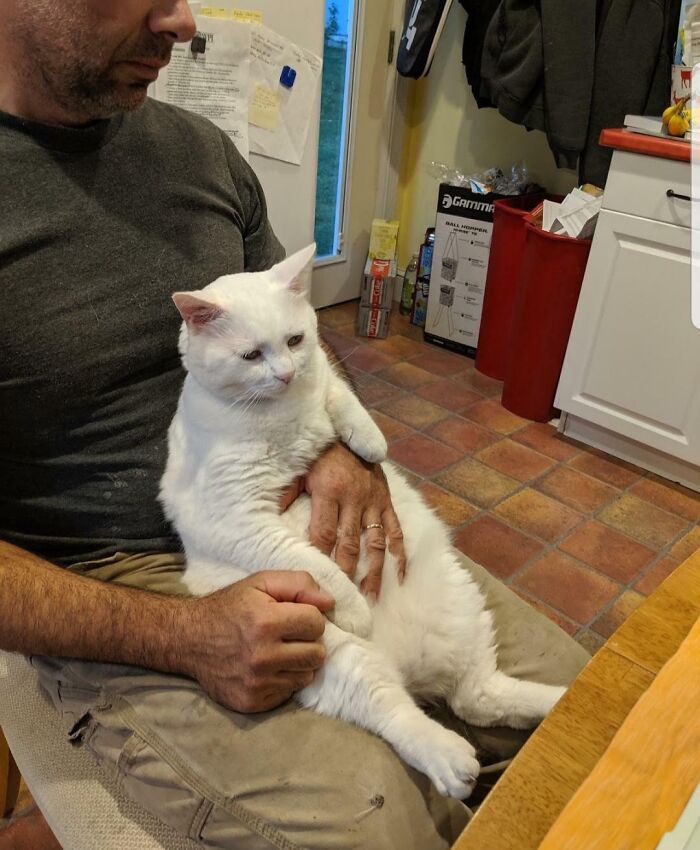 Man cuddling a large white cat on his lap, showing a dad's soft side after saying no pets initially.