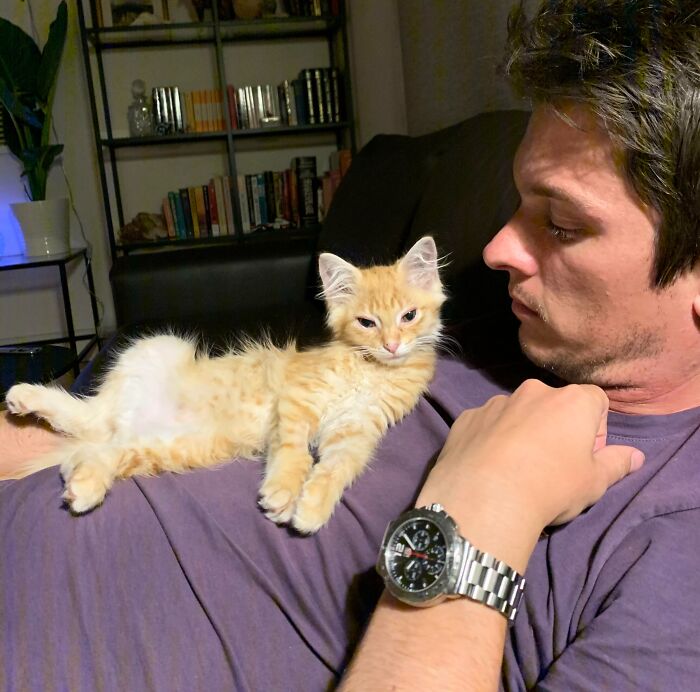 Man lying on couch with a kitten on his chest showing dads who said no pets becoming total softies.