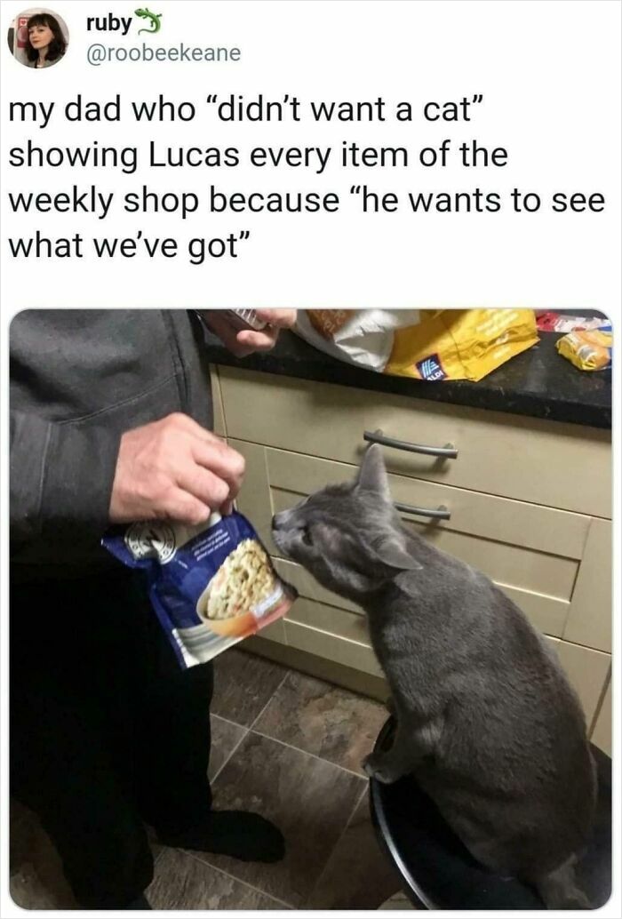 Dad who said no pets showing cat every item from weekly shop in the kitchen, cat curiously sniffing the groceries.