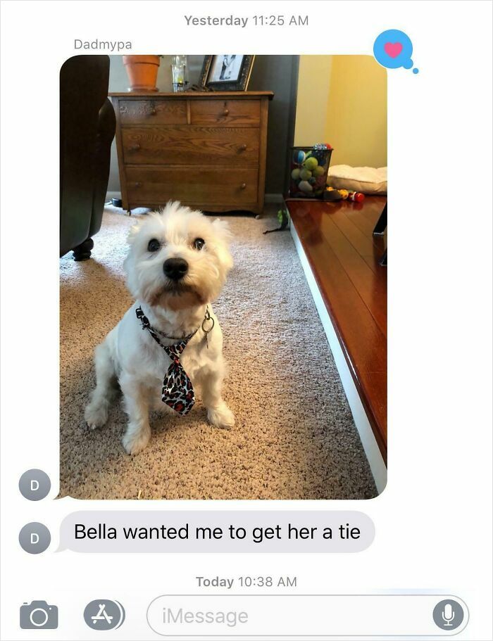 Small white dog wearing a tie sitting on carpet in living room, showing dads who said no pets becoming total softies.