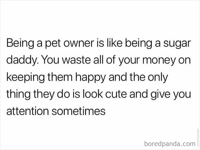 Relatable funny meme comparing pet ownership to being a sugar daddy, highlighting cuteness and occasional attention.