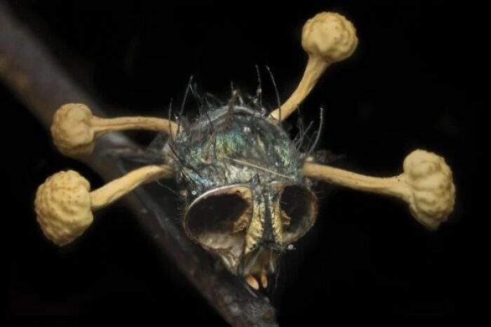 Insecto cubierto de hongos en un entorno oscuro, mostrando un evento real de la vida inquietantemente espeluznante.