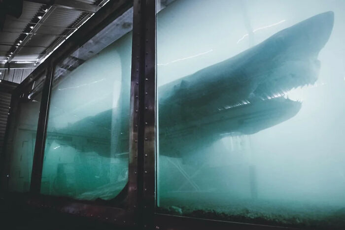 Large terrifying shark model in foggy water tank behind glass, creating a scary and fascinating atmosphere.