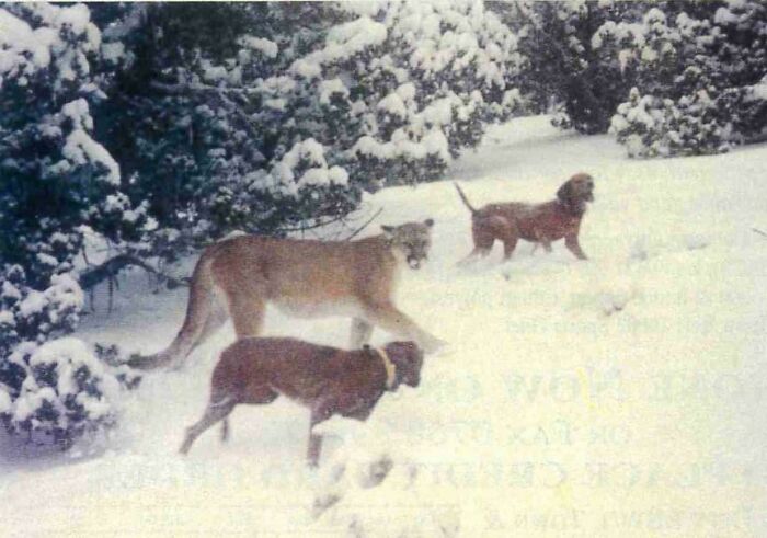 Mountain lion stalking two dogs in snowy forest, one of the terrifying photos and stories that fascinate and scare.