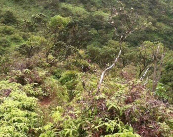 Dense green forest with various trees and ferns, a setting for terrifying photos and stories in nature.
