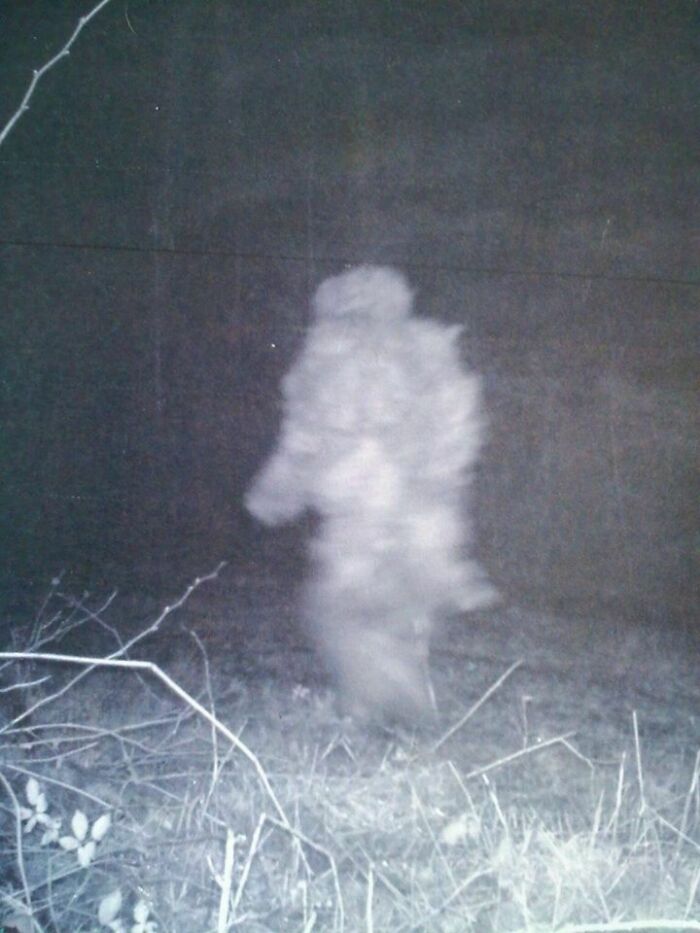Blurry ghostly figure captured at night in a dark forest, one of the terrifying photos that are as fascinating as they are scary.