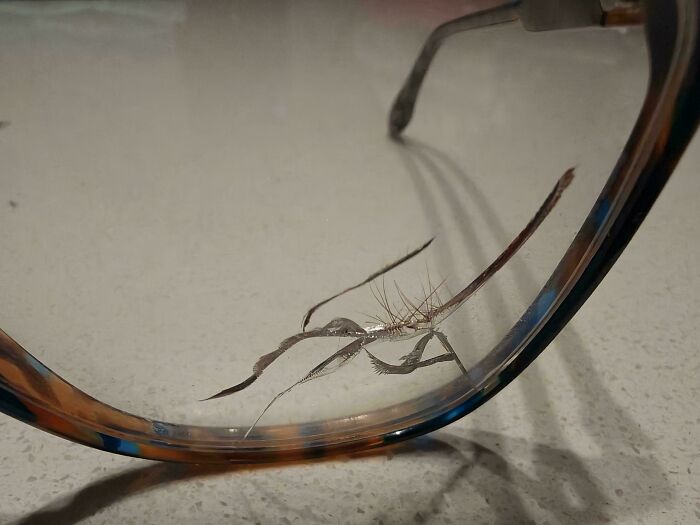 Close-up of a dried leaf that looks like an insect on the rim of eyeglasses, a moderately interesting natural illusion.