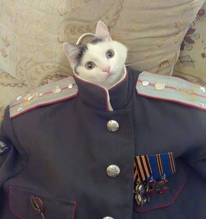 Cat wearing a military uniform with medals, humorously highlighting times wearing a uniform was more funny than impressive.