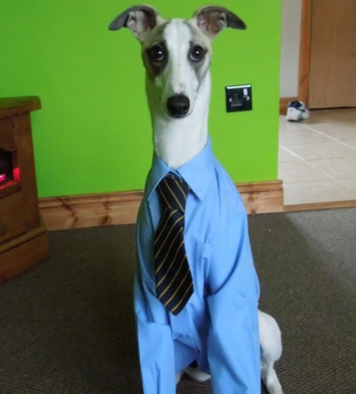 Dog wearing an oversized uniform shirt and tie, creating a funny contrast with the formal outfit indoors.