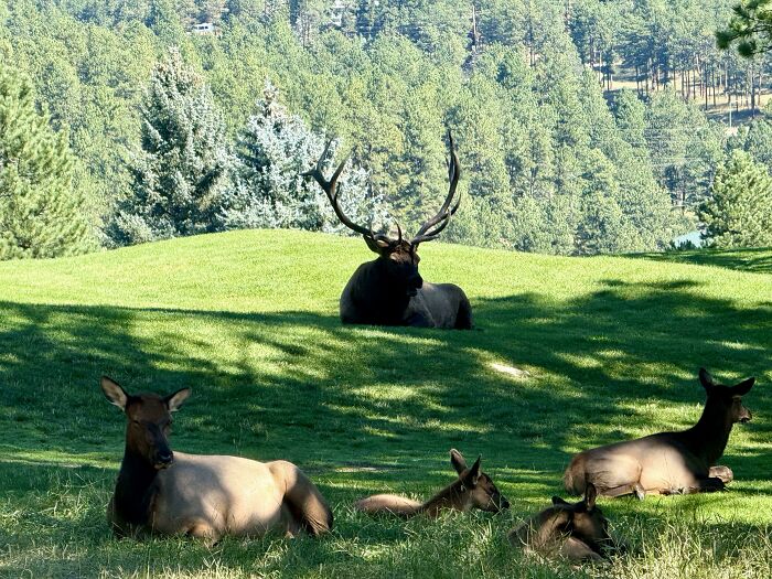 Giant elk with large antlers resting on grass among other elk in a forest clearing, showcasing giant animals in nature.