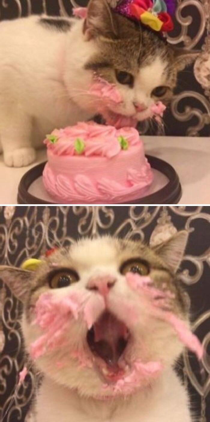 Cat having fun with animals, enjoying pink cake with frosting on face in a playful and wholesome moment.