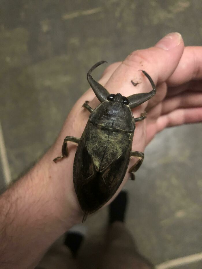 Giant insect with large pincers resting on a person's arm showcasing one of the giant animals hard to believe are real.