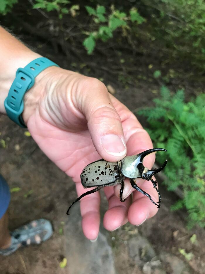 Person holding a giant beetle with large horns outdoors, showcasing one of the giant animals hard to believe are real.