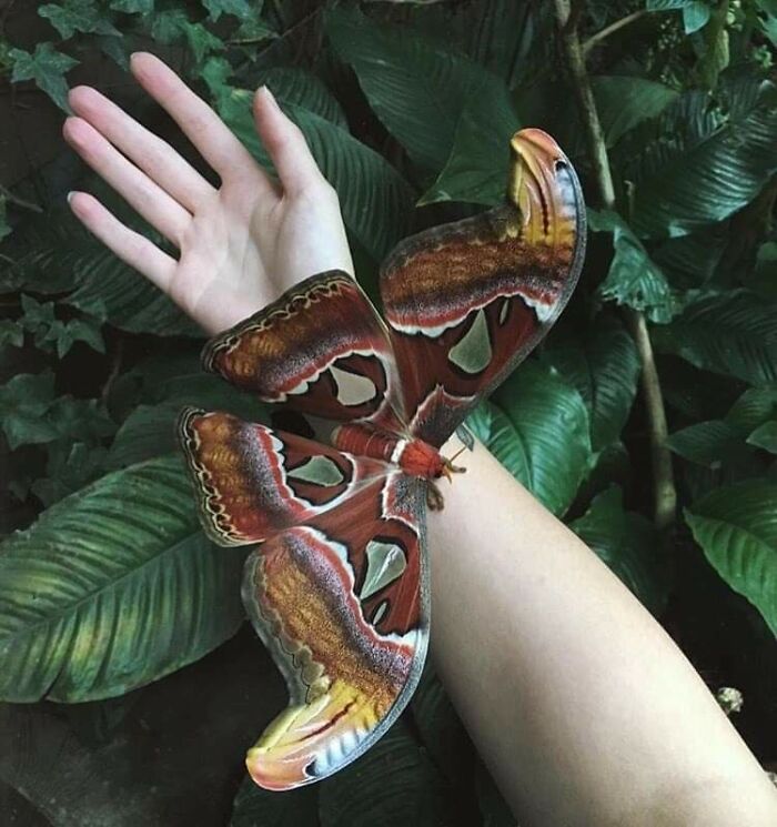 Giant colorful moth resting on a person's arm surrounded by green leaves, showcasing a giant animal in nature.