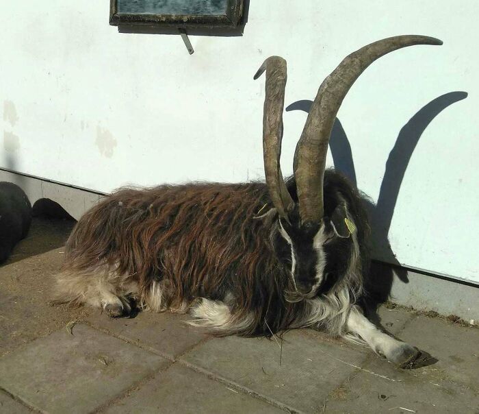 A giant horned animal resting on the ground, showcasing unusual size and features among giant animals.