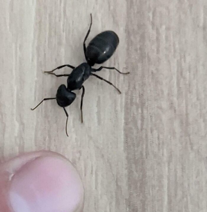 Close-up of a giant black ant on a wooden surface next to a fingertip showing the scale of giant animals.