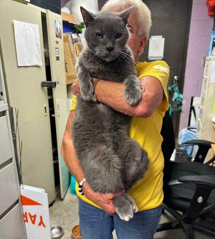 Giant gray cat being held by a person indoors showing one of the largest animals so giant it’s hard to believe they are real.