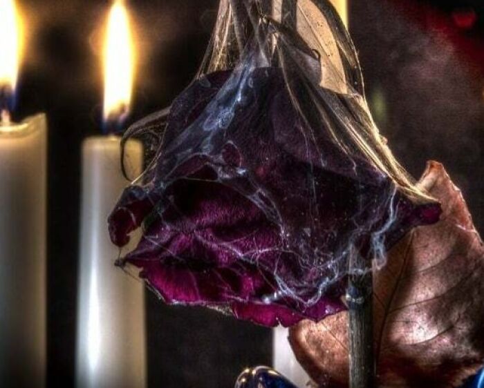 Withered dark rose covered in spider webs lit by candlelight, evoking terrifying and scary atmosphere in a haunting scene.
