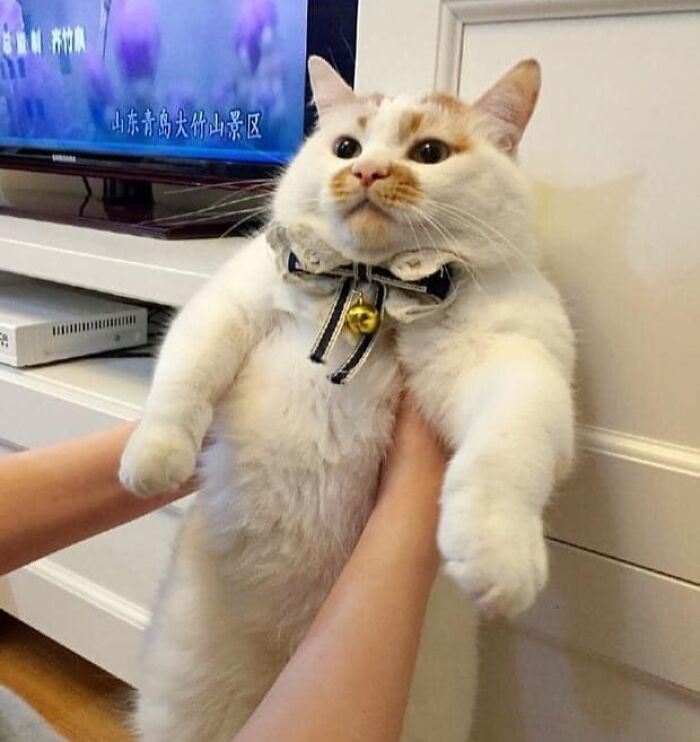 Chubby round funny cat with a bow tie and bell being gently held up indoors near a TV and cabinet.