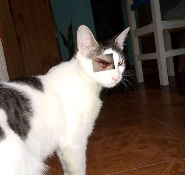 Cat with a human eye edited over its own, creating a funny and unusual chubby round cats image indoors.