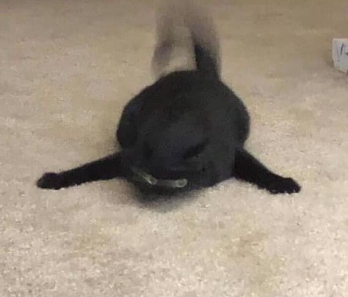 Chubby round funny cat lying flat on carpet with legs stretched out and tail blurred in motion.