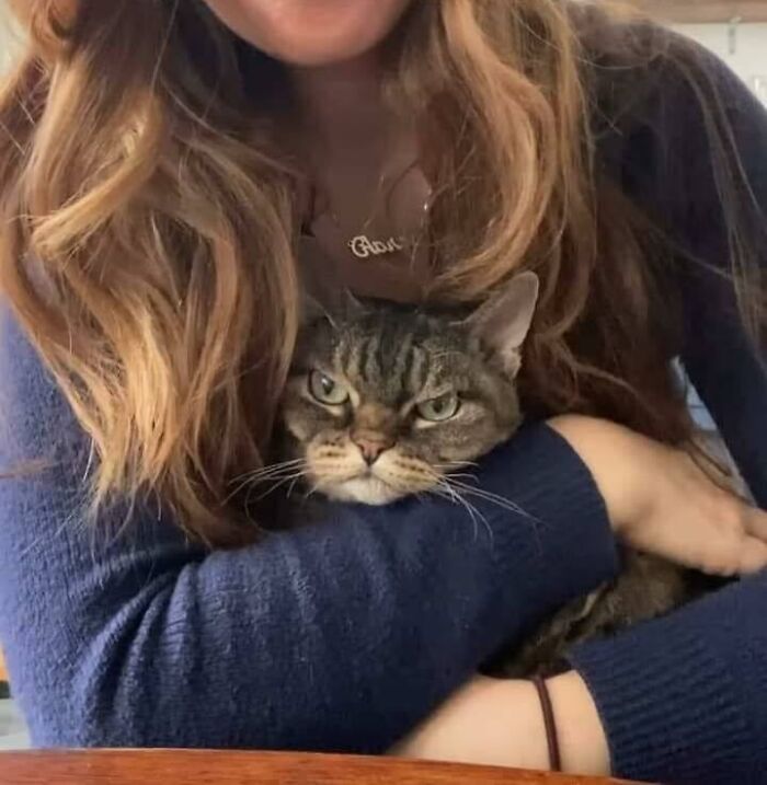 Woman with long hair in a blue sweater holding a chubby round funny cat with a grumpy expression in her arms.