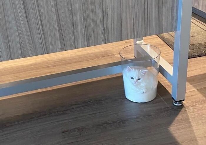 White chubby cat curled up inside a transparent round container under a wooden table on a dark floor.