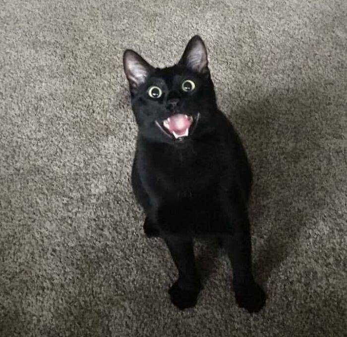 Black cat with wide eyes and open mouth, standing on carpet with a funny and chubby appearance.