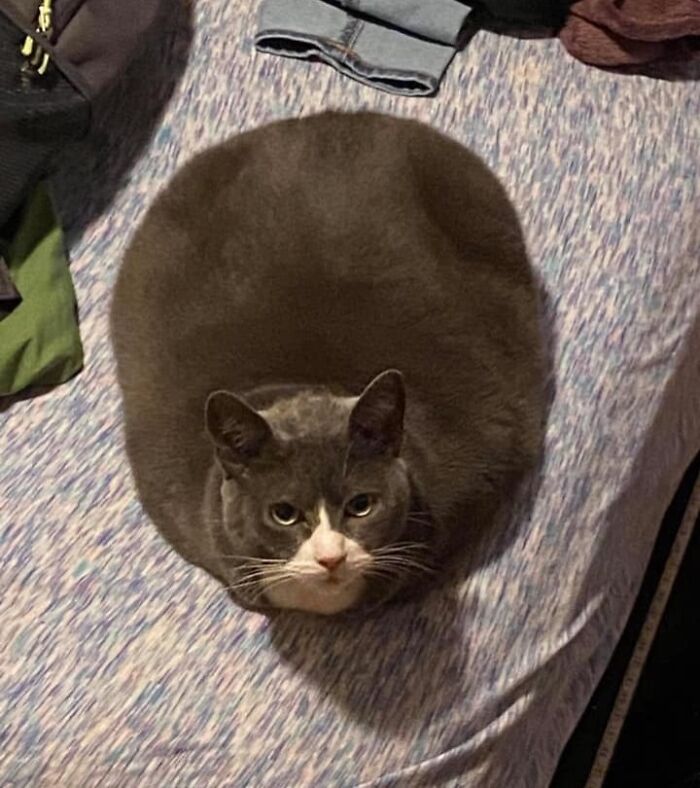Chubby round funny cat sitting on a bed looking up, with a perfectly round body shape and gray fur.