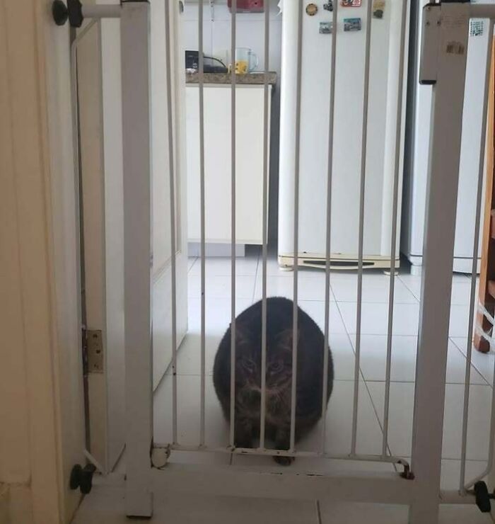 Chubby round funny cat sitting behind a white baby gate in a kitchen with white tiled floor and appliances.