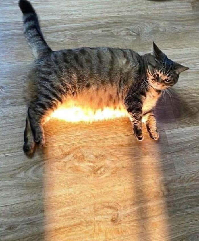 Chubby round funny cat lying on wooden floor with sunlight glowing beneath its body and striped fur pattern.