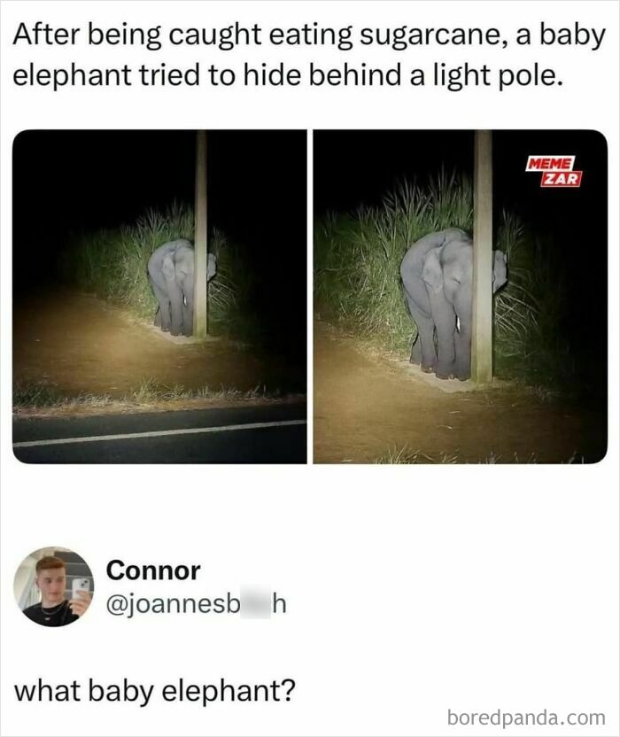 Baby elephant tries to hide behind a light pole after being caught eating sugarcane, featured in viral memes collection.