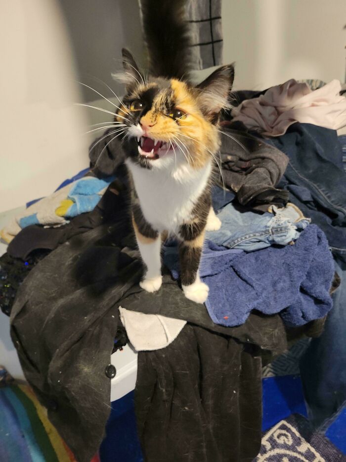 Calico cat meowing loudly while standing on a pile of clothes indoors, showcasing cats who couldn’t keep their meows.
