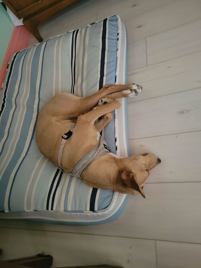 Small dog with harness sleeping curled up on a striped dog bed, showcasing hilarious dogs being their goofy selves.