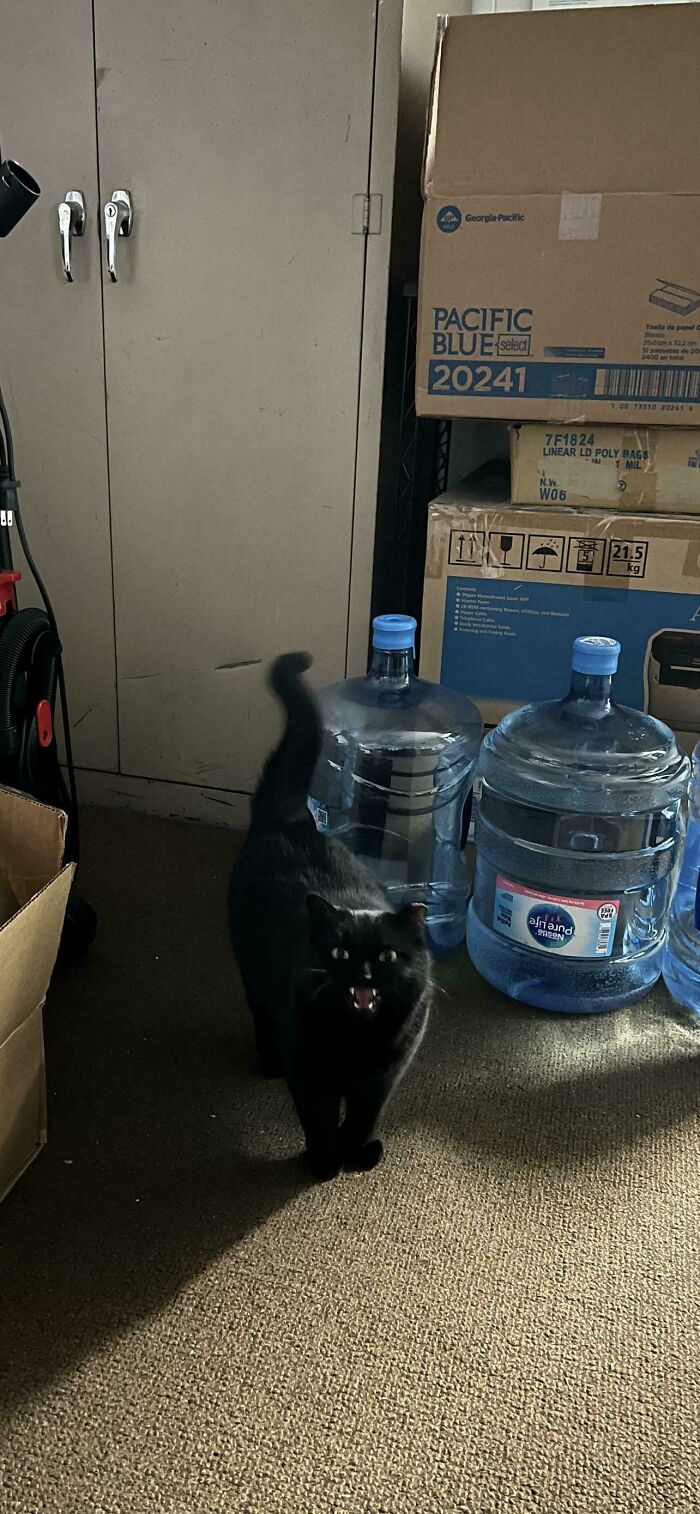 Black cat mid-meow walking on carpet near water jugs and cardboard boxes in a dimly lit storage room.