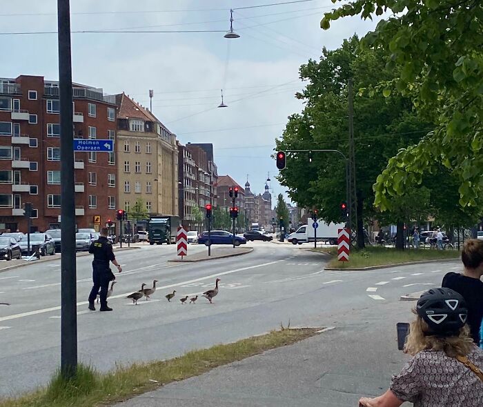 A Danish street scene with a police officer helping geese cross the road in an urban Denmark setting.