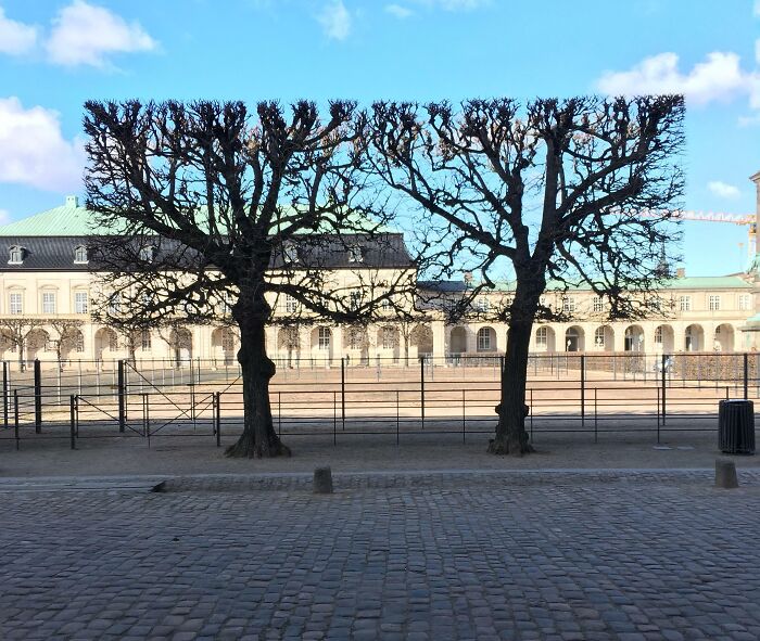 Two leafless trees with trimmed branches standing in a courtyard of a Danish prison cell under a clear blue sky.