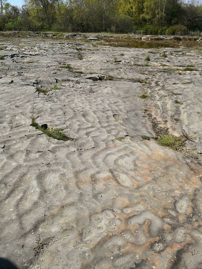 Ancient rock carvings on a flat stone surface surrounded by grass and trees in Denmark’s historic outdoor site.