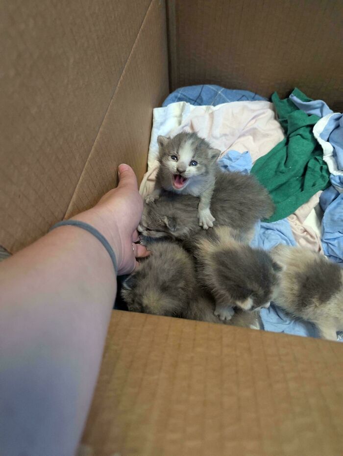 A tiny kitten meowing loudly while resting on other kittens inside a cardboard box with soft blankets.