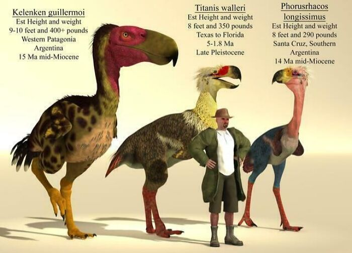 Three large prehistoric birds compared in size to a man, illustrating examples of nature’s metal creatures from millions of years ago.