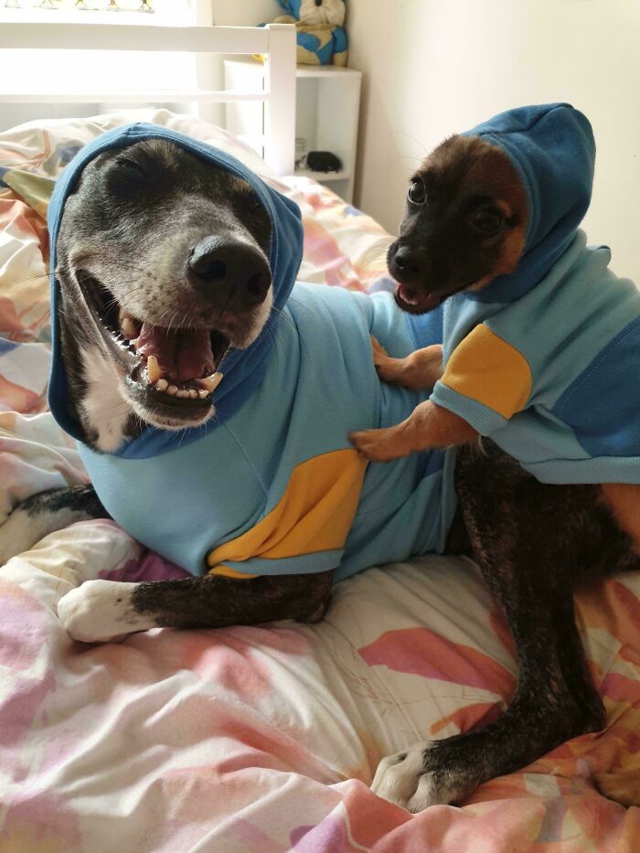 Two goofy dogs wearing matching blue and yellow hoodies, showcasing funny and playful dog behavior indoors.
