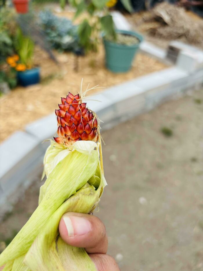 Close-up of a small, unusual fruit held in hand, showing nature’s playful twist on gardeners with tiny tomato-like growth.
