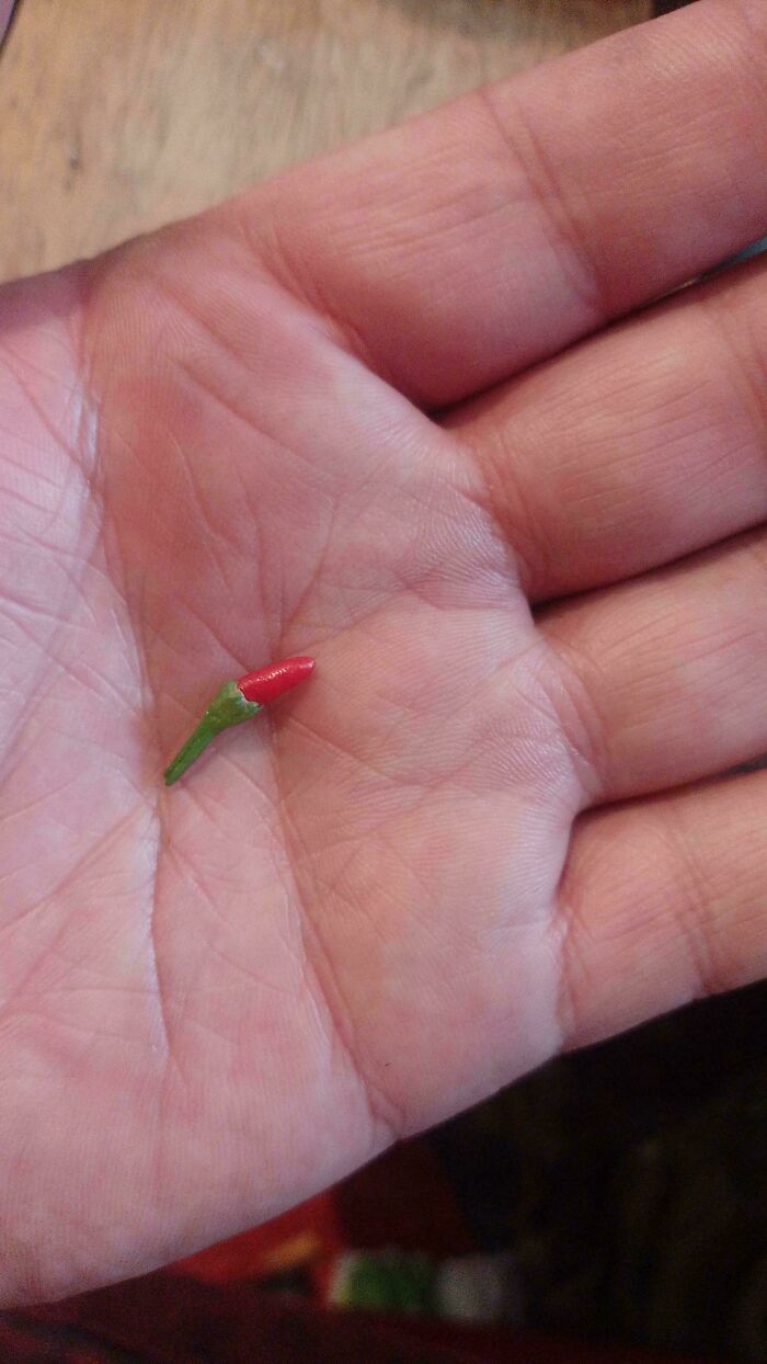 Small red tomato for ants held carefully in the palm of a hand showcasing nature's gardening joke.