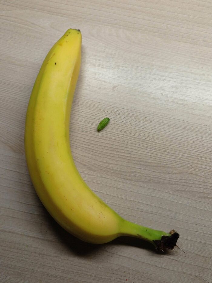 Small green cucumber next to a ripe banana, showcasing nature's surprise in size and scale for gardeners.