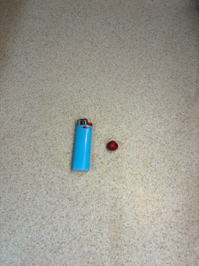 Tiny red tomato beside a blue lighter on a beige countertop, showcasing nature's joke on gardeners with tiny produce.
