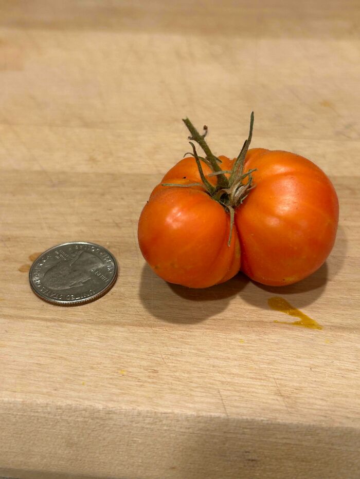 Tiny tomato next to a quarter on a wooden surface showing a natural gardening oddity and size anomaly.