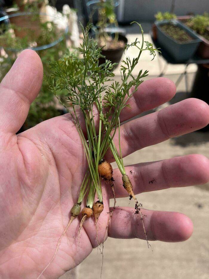 Hand holding tiny baby carrots with green tops, showcasing nature's playful miniature garden joke.